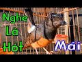 Download Lagu CHOÈ LỬA MÁI/CHOÈ LỬA MÁI KÍCH TRỐNG/murai betina fighter, murai jatan auto ngamuk.lửa mái hót