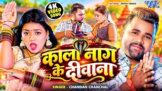 #Video | काला नाग के दीवाना | #Chandan Chanchal का सबसे बड़ा गाना तेजी से वायरल हुआ New Song