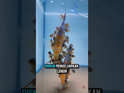 Anak Ikan Ini Malah Makan Kulit Induknya! 😱🐟 #shorts