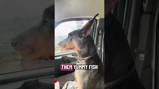#fyp #dream #doberman #pets #youtube