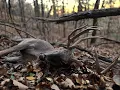 Monster Alabama Freaky 11 Point goes down