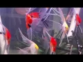 Download Lagu War Paint Angelfish Super Veil Breeders on Holiday