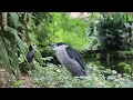 Download Lagu 2 HORAS com Sons da Natureza: Pássaros, Água Corrente, Riacho (HD)