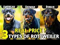 3 Types Of Rottweiler And Their Price American Rottweiler Roman Rottweiler German Rottweiler