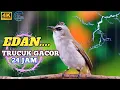 Download Lagu SUARA TRUCUKAN GACOR DI PAGI HARI PERANGSANG TRUCUKAN BAHAN AGAR MAU BUNYI