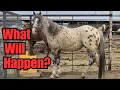Bowie Horse Auction PRICES Sale