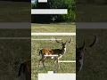 Download Lagu Look at Different Habitats in Forest