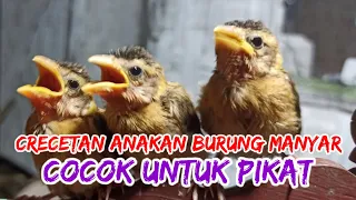 anakan burung manyar memanggil indukannya pancingan manyar macet bunyi manyar manyargacor