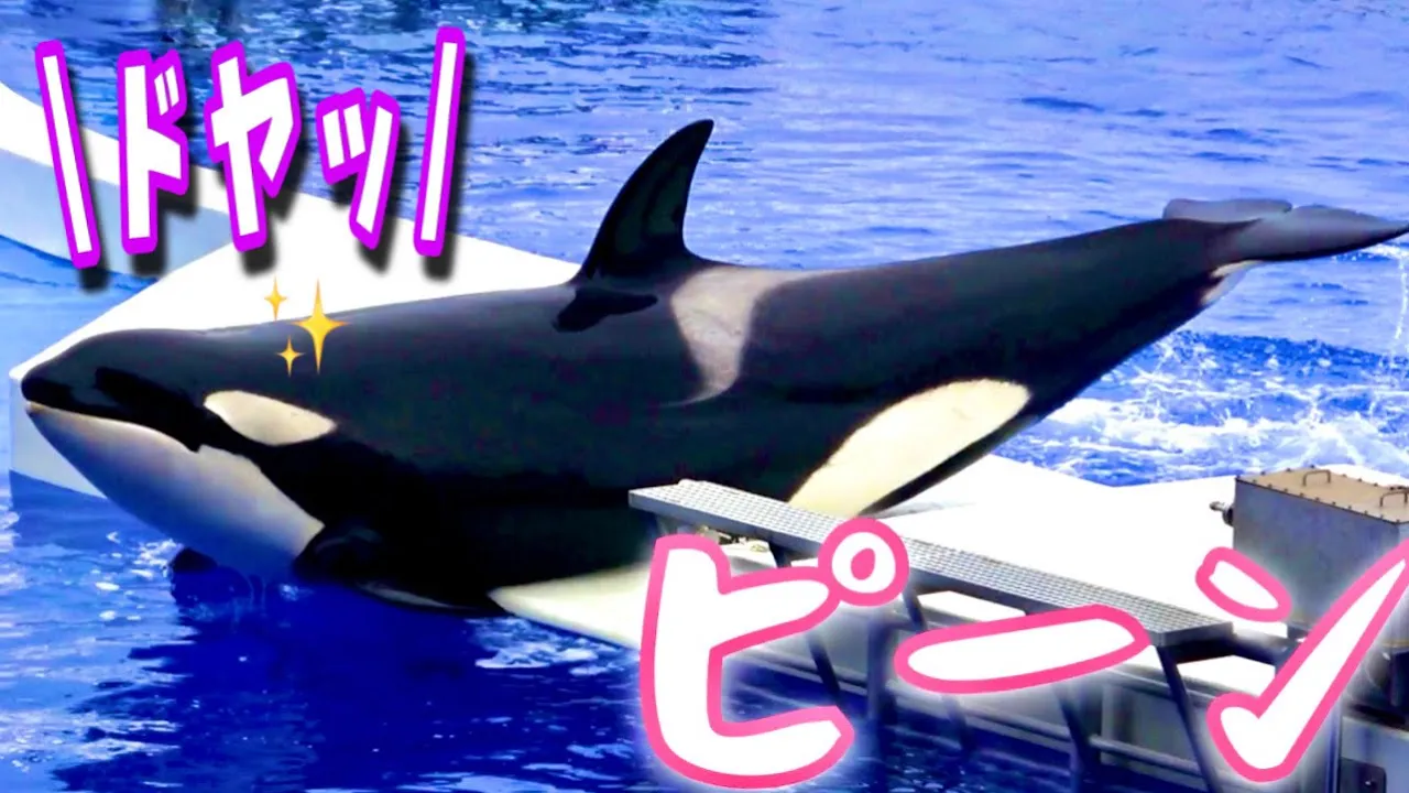 急に現れてポーズを決めるランちゃん可愛すぎる 神戸須磨シーワールド