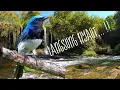 Download Lagu Kicau pancingan | Masteran Tledekan Laut Ampuh..!! | YW Channel