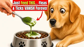 Just Put THIS in Your Dog s Food Fleas Ticks Will VANISH Overnight 99 of Owners Don t Know