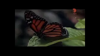 اذان العصر قناة دريم 1 الشيخ سيد النقشبندى 