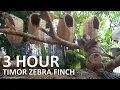Download Lagu Lagu Burung Finch Zebra Timor - 3 Jam Suara Burung Finch