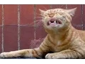 Download Lagu Funny Sneezing Animals HD