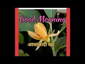 Good Morning with Golden Chafa
