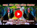 Download Lagu Suara Pikat Ayam Hutan Jantan Terbaru 2023 || Terbukti Langsung Mendekat