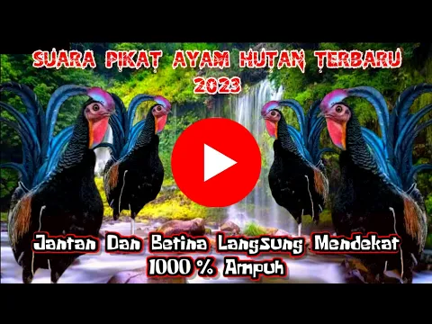 Download MP3 Suara Pikat Ayam Hutan Jantan Terbaru 2023 || Terbukti Langsung Mendekat