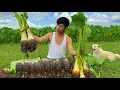Lagu Surprised with the traditional way of cooking taro_ Ancient flavor in the mountains and forests!