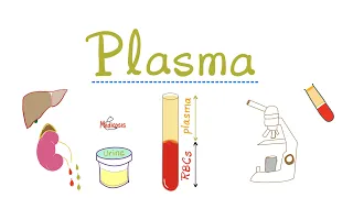 Plasma - Plasma Proteins (Albumin, Globulins), Water, Electrolytes (Cations, Anions)