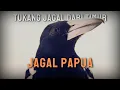 Mengenal Burung Jagal Papua - Ciri dan Habitatnya di Alam !