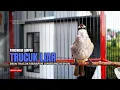 Lagu Suara Burung TRUCUKAN gacor TARUNG ROPEL PANJANG pancingan trucukan agar JADI trucuk gacor EMOSI