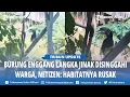 Lagu Viral, Burung Enggang Hinggap di Rumah, Temani Warga Muara Kaman Kukar Mencuci