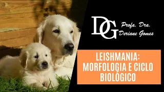 061. Leishmania: Morfologia e Ciclo Biológico