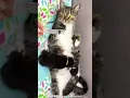 Why yes you can milk a cat