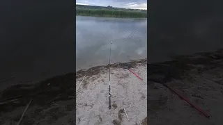 احلى صوت صوت جرس السناره لمن تصيد صيد سمك الكارب في كندا 