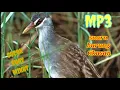 Suara burung tikusan Alis putihPake(MP3) suara jernih