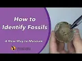 How to Identify Fossils A New Way to Museum