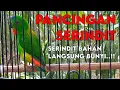 Download Lagu SERINDIT GACOR, PANCINGAN SERINDIT AGAR BUNYI, SRINDIT, SERINDIT JANTAN, SERINDIT BETINA