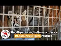 Turning their backs on the circus forever FOUR PAWS