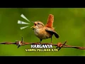 Download Lagu Mengenal burung cikrak eropa burung mewah lebih mewah dari sikatan londo
