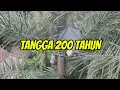 Download Lagu TANGGA USIA 200 TAHUN?!! //RUMAH BUDAYA ADAT ASAL SG UTIK