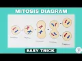 Mitosis Diagram Drawing Easy Exam Perfect