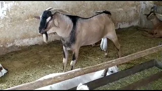 بز نر سومال  سومال بز دندنها