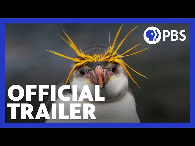 Penguins: Meet the Family | Official Trailer | NATURE | PBS