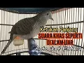 Download Lagu Perkutut lokal gacor Ketukan Panjang suara SEPERTI DI ALAM LIAR masih bisa bikin manggung kutut lain