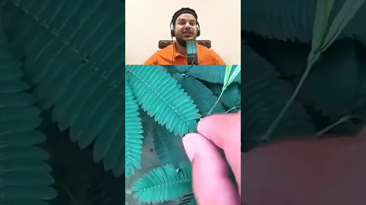 এটা কি গাছ জানেন ?
