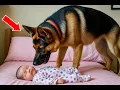 Download Lagu German Shepherd Growled at Baby Every Night—When Dad Discovered Why, He Was Horrified!