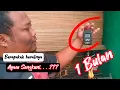 Download Lagu 1Bulan ayam sengkuni, tembus berat berapa? yuux simak videonya