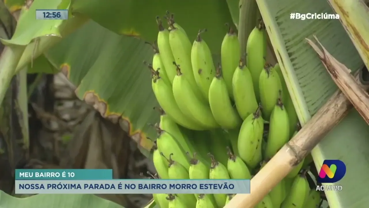 Meu Bairro é 10: Morro Estevão é a próxima parada da equipe do BG