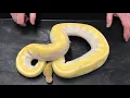 Ball Python Adult Morphs Blue Eye Leucistic Complex