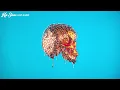 Kai Straw - Just a Low (Official Audio)