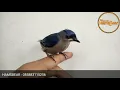 Download Lagu Like \u0026 Subscribe yah.. SUARA ANAKAN BURUNG RAMBATAN JANTAN