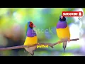 The Mesmerizing Dance of Paradise Birds” #papuanewguinea #birds #peradise #BirdOfParadise