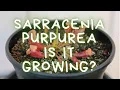 Sarracenia Purpurea Trumpet Pitcher Plant 30 Day Update Lowes Death Cube Rescue - Did We Save It