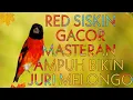 Download Lagu RED SISKIN GACOR || MASTERAN PALING DI CARI || JERNIH DENGAN JEDA