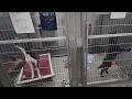 Pet fostering and adoptions available through the holiday season